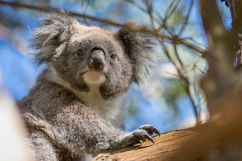 Phillip Island Penguin And Koala Highlights Day-Trip From Melbourne - Australian Directory 2
