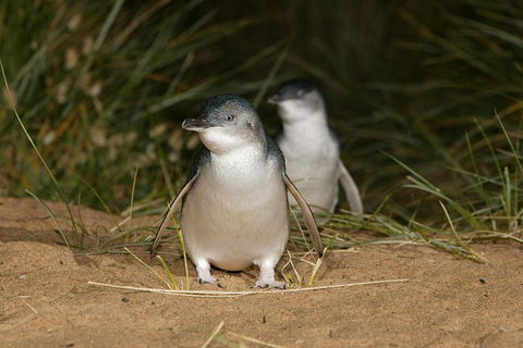 Phillip Island Penguin And Koala Highlights Day-Trip From Melbourne - Australian Directory 3