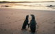 Phillip Island Penguin And Koala Highlights Day-Trip From Melbourne - thumb 4