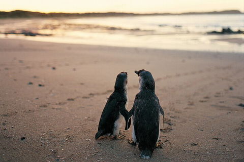 Phillip Island Penguin And Koala Highlights Day-Trip From Melbourne - Australian Directory 4