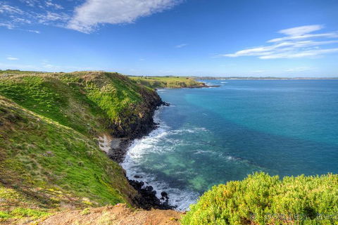 Phillip Island Penguin And Koala Highlights Day-Trip From Melbourne - Australian Directory 5