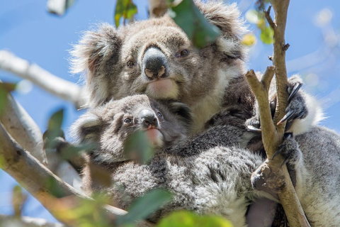 3-Day Adelaide To Melbourne Overland Trip Through Grampians And Great Ocean Road - Australian Directory 3