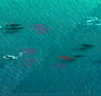 40-45 Minute Port Stephens and Stockton Beach Helicopter Flight - For 2 - Australian Directory