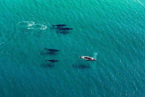 40-45 Minute Port Stephens And Stockton Beach Helicopter Flight - For 2 - Australian Directory 0