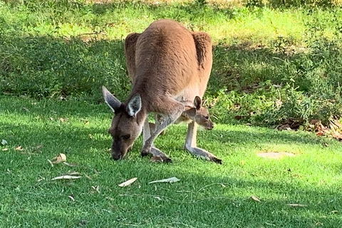 Pinnacles Day Trip From Perth Including Yanchep National Park - Australian Directory 4