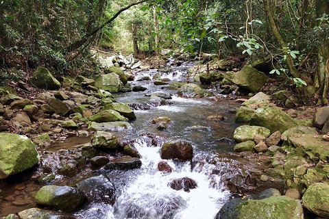 Springbrook Full Day Tour - Australian Directory 0