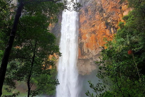 Springbrook Full Day Tour - Australian Directory 5