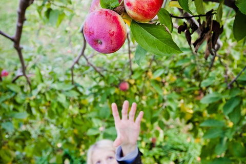 Perth Hills - Wildlife, Art & Gastronomy - Australian Directory 1