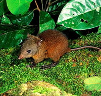3-Day Small-Group Tour of North Queensland with Pick Up - Australian Directory