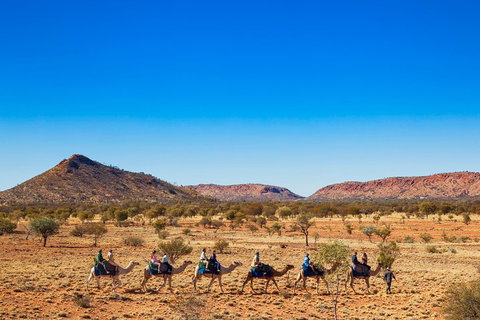 Alice Springs Camel Tour - Australian Directory 0