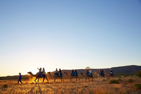 Alice Springs Camel Tour - Australian Directory 1