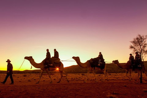 Alice Springs Camel Tour - Australian Directory 4