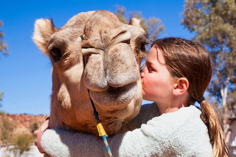 Alice Springs Camel Tour - Australian Directory 5