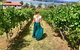 Tamar Valley Wine Tour With Lunch - thumb 2