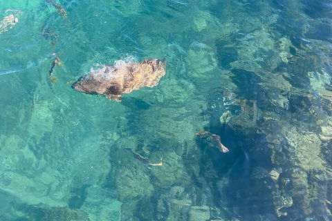 Aquascene Magnetic Island Discovery Tour - Australian Directory 1
