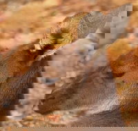 Australian animals Seascape and Sunset Photography Tour - Australian Directory
