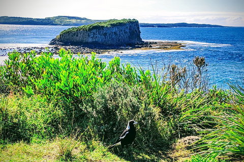 Erupting Blowholes And Ancient Rainforests With 'Personalised Sydney Tours' - Australian Directory 3