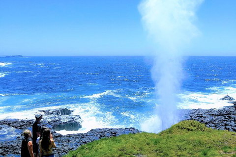 Erupting Blowholes And Ancient Rainforests With 'Personalised Sydney Tours' - Australian Directory 5