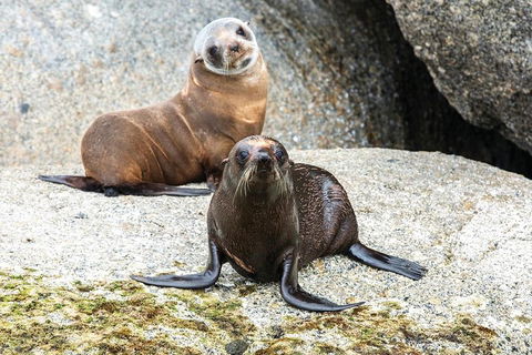 Victor Harbor And McLaren Vale Wine Region Day Tour - Australian Directory 4