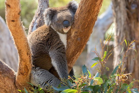 Mount Lofty Hike And Cleland Wildlife Park Day Trip From Adelaide - Australian Directory 2