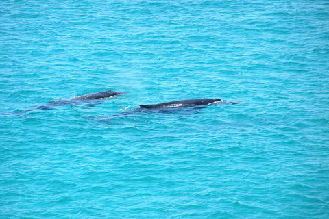 Stradbroke Island 4WD Day Trip From Brisbane - Australian Directory 4