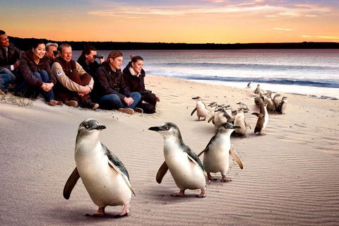 [Private Tour] â€œPenguin Paradeâ€ Phillip Island Tour. - Australian Directory 0
