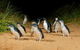[Private Tour] â€œPenguin Paradeâ€ Phillip Island Tour. - thumb 2