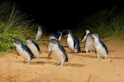 [Private Tour] â€œPenguin Paradeâ€ Phillip Island Tour. - Australian Directory 2