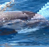 Jervis Bay Dolphin Watch Cruise - Australian Directory