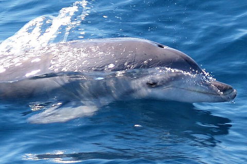 Jervis Bay Dolphin Watch Cruise - Australian Directory 0