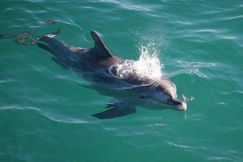 Jervis Bay Dolphin Watch Cruise - Australian Directory 1