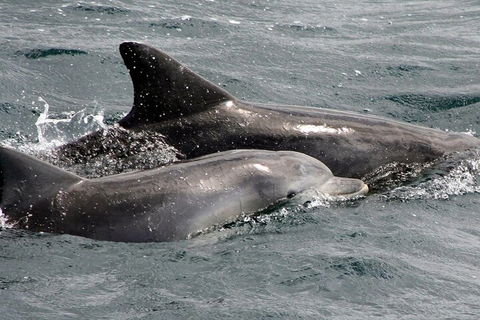 Jervis Bay Dolphin Watch Cruise - Australian Directory 2