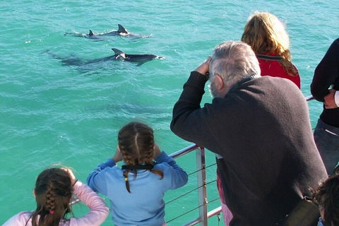 Jervis Bay Dolphin Watch Cruise - Australian Directory 4