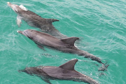 Jervis Bay Dolphin Watch Cruise - Australian Directory 5