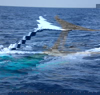 Whale Watching Jervis Bay - Australian Directory