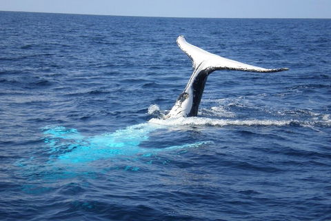 Whale Watching Jervis Bay - Australian Directory 0