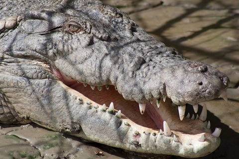 Whitsunday Crocodile Safari Including Lunch - Australian Directory 1