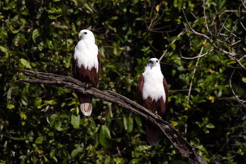 Whitsunday Crocodile Safari Including Lunch - Australian Directory 2