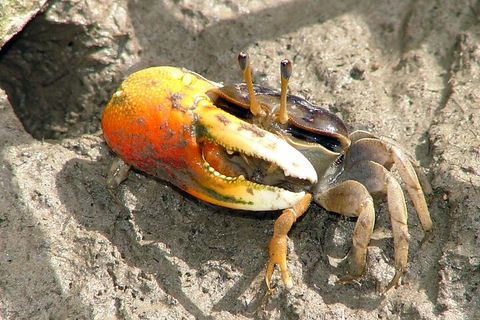 Whitsunday Crocodile Safari Including Lunch - Australian Directory 3