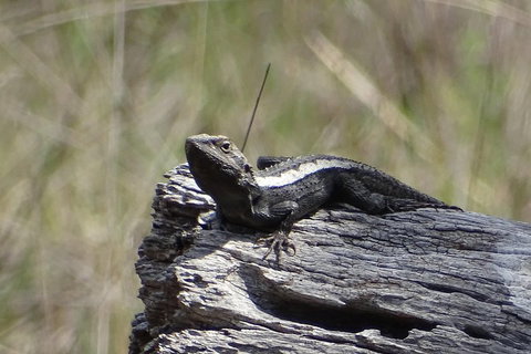 Inside The Greater Blue Mountains World Heritage - A Private Wildlife Safari Overnight - Australian Directory 2