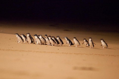 The Ultimate Melbourne Attractions Pass - Australian Directory 5