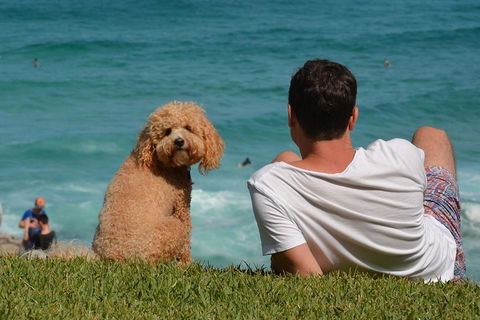 See Sydney With A Local: Private & Personalized - Australian Directory 5