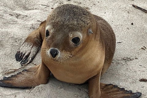 Kangaroo Island Scenic Trail Tour - Australian Directory 0