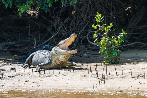 Full Day Cooktown Private Tour - Australian Directory 4