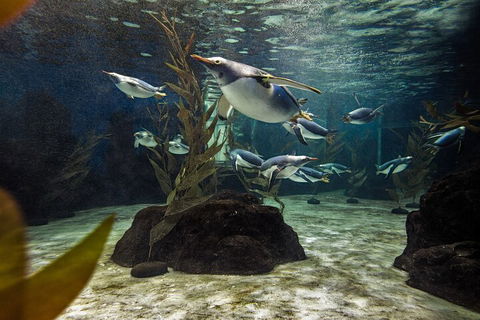 SEA LIFE Sydney Aquarium Entrance Ticket - Australian Directory 0