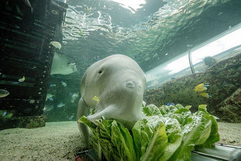 SEA LIFE Sydney Aquarium Entrance Ticket - Australian Directory 2