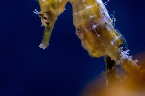 SEA LIFE Sydney Aquarium Entrance Ticket - Australian Directory 4
