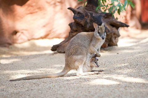 WILD LIFE Sydney Entrance Ticket - Australian Directory 2
