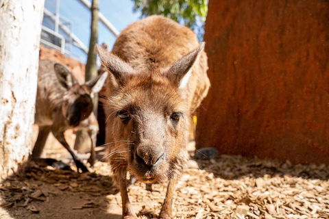 WILD LIFE Sydney Entrance Ticket - Australian Directory 3