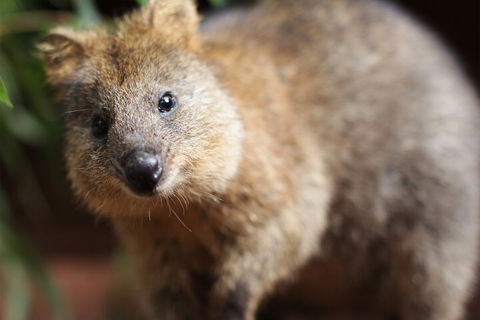 WILD LIFE Sydney Entrance Ticket - Australian Directory 4